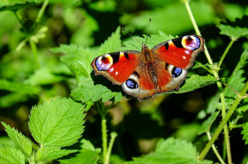 Butterfly Bush