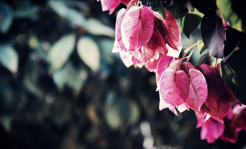 Garden Landscape