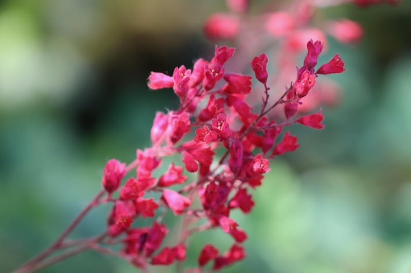 Coral Bells