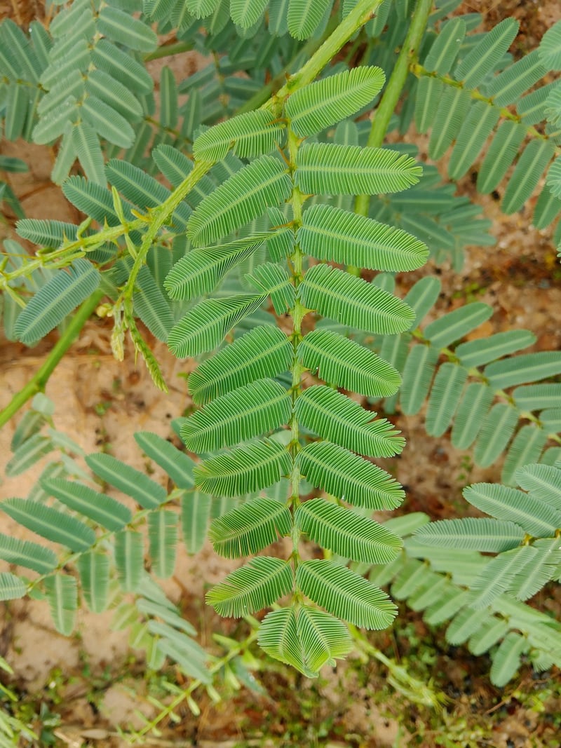 Mimosa Pudica