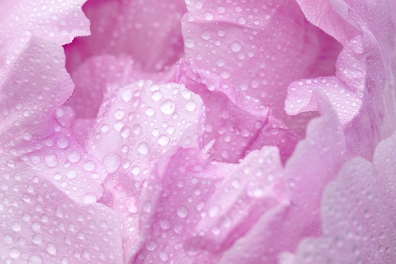 Peonies